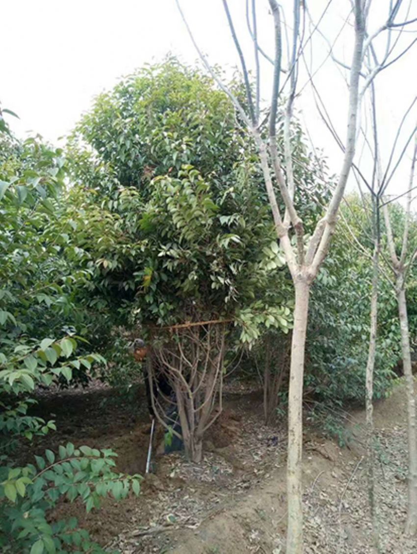 點擊查看詳細信息<br>標題：叢生女貞 閱讀次數：3182